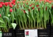 Tulipa Indiana ® (1)